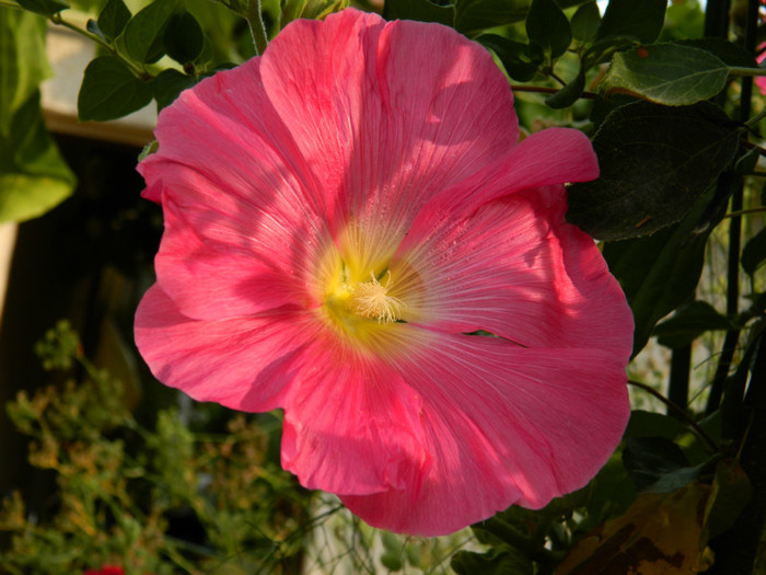 DSCN9553 - SEPTEMBRIE 2012