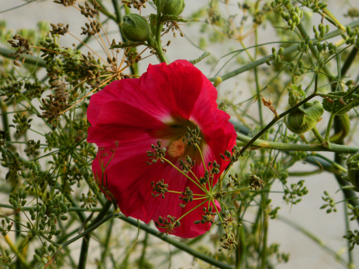 DSCN9554 - SEPTEMBRIE 2012