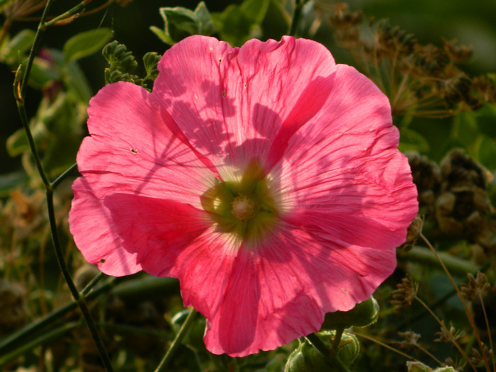 DSCN9561 - SEPTEMBRIE 2012