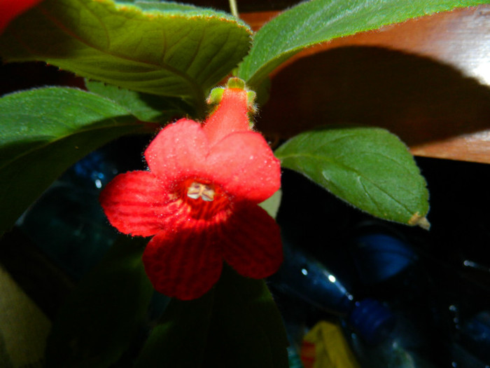 DSCN9578 - SEPTEMBRIE 2012