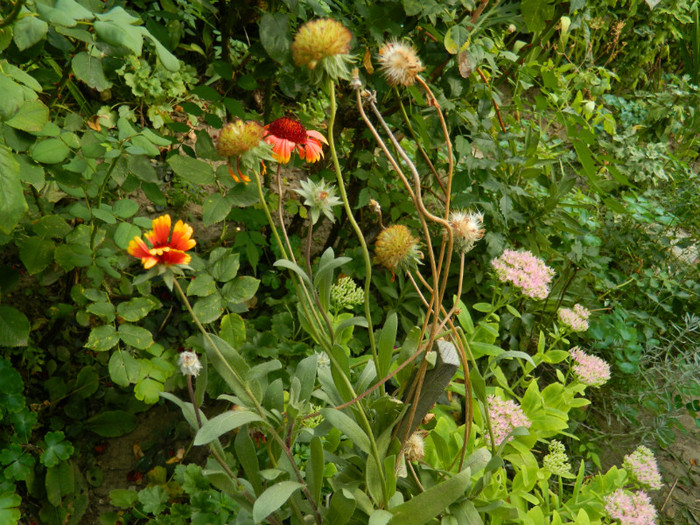 DSCN9582 - SEPTEMBRIE 2012