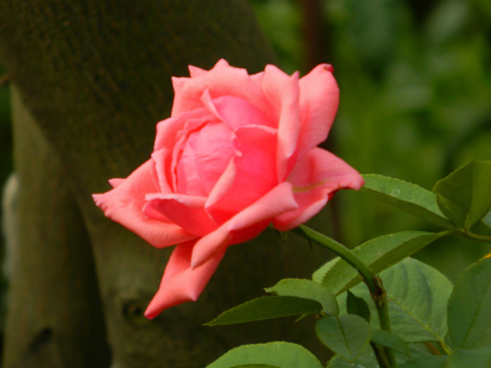 DSCN9592 - SEPTEMBRIE 2012