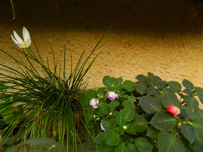 DSCN9598 - SEPTEMBRIE 2012