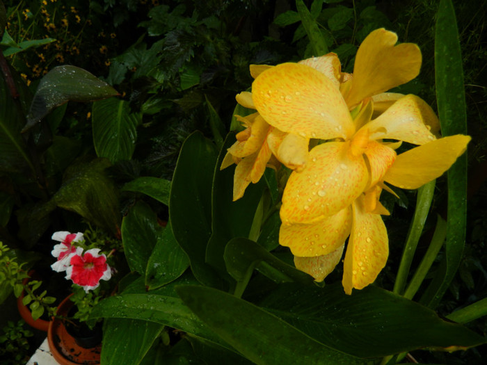 DSCN9604 - SEPTEMBRIE 2012