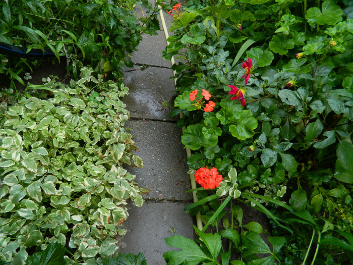 DSCN9606 - SEPTEMBRIE 2012