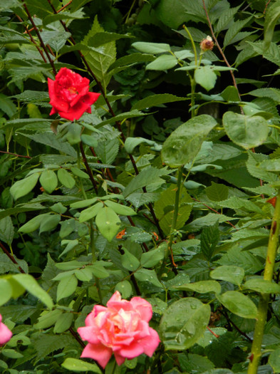 DSCN9607 - SEPTEMBRIE 2012