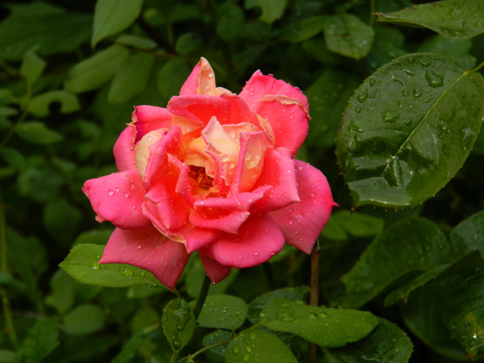 DSCN9611 - SEPTEMBRIE 2012