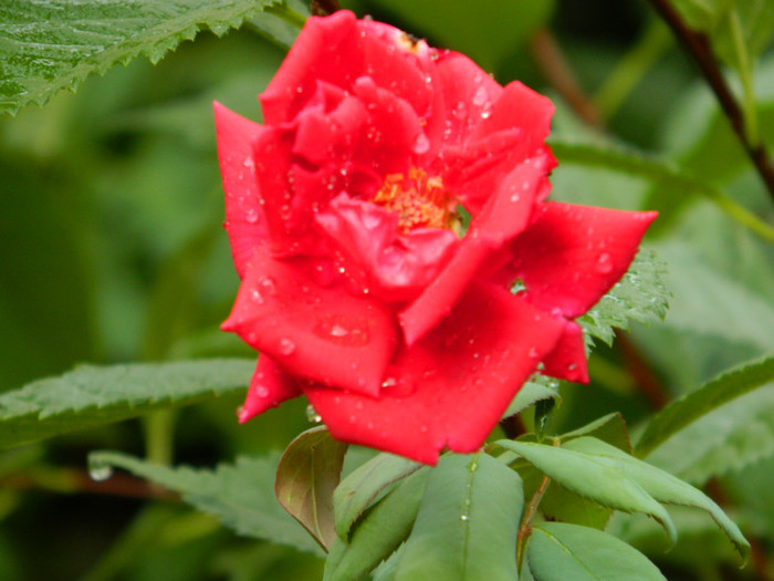 DSCN9612 - SEPTEMBRIE 2012