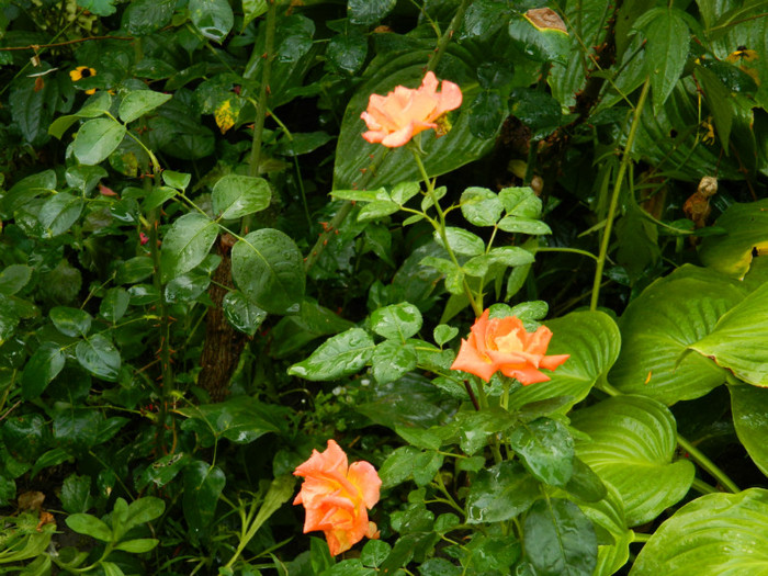 DSCN9614 - SEPTEMBRIE 2012