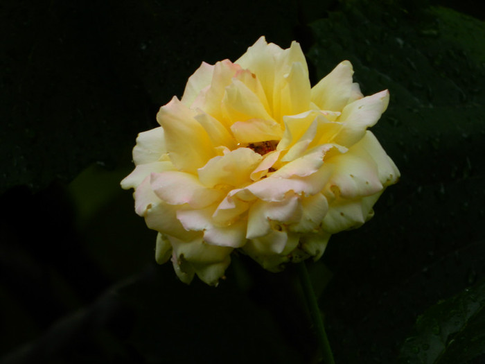 DSCN9619 - SEPTEMBRIE 2012