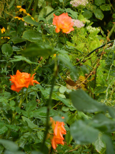 DSCN9633 - SEPTEMBRIE 2012