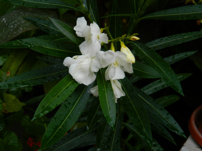 DSCN9637 - SEPTEMBRIE 2012