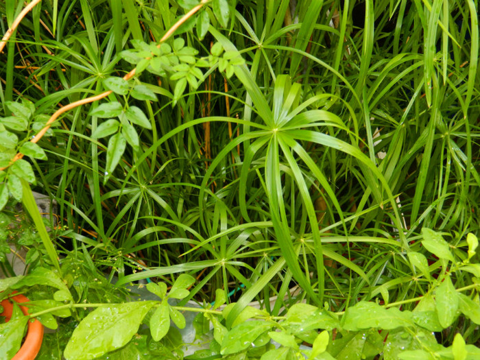 DSCN9641 - SEPTEMBRIE 2012