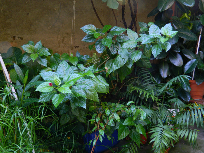 DSCN9643 - SEPTEMBRIE 2012