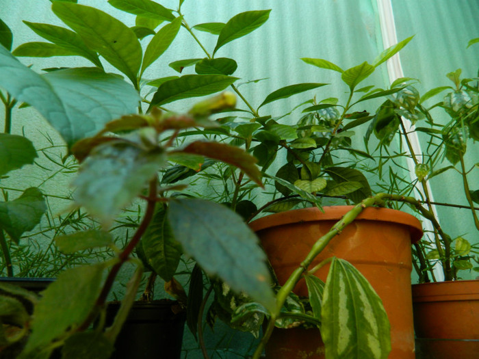 DSCN9650 - SEPTEMBRIE 2012