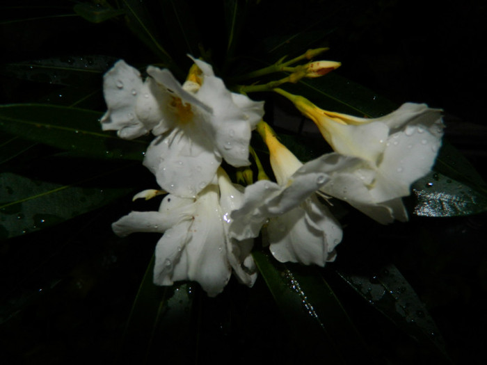 DSCN9669 - SEPTEMBRIE 2012