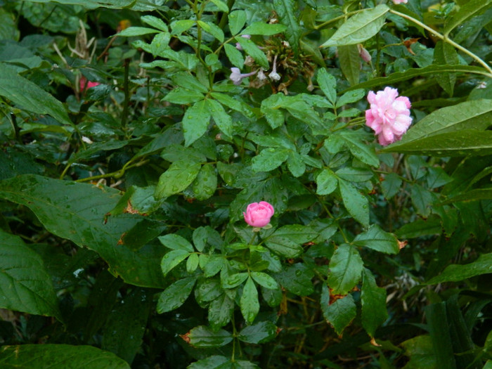 DSCN9674 - SEPTEMBRIE 2012