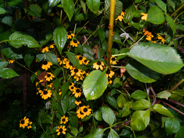 DSCN9679 - SEPTEMBRIE 2012