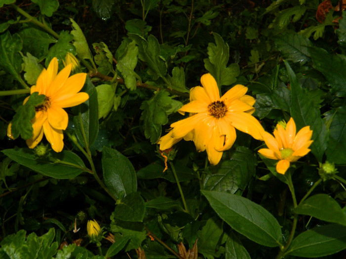 DSCN9687 - SEPTEMBRIE 2012