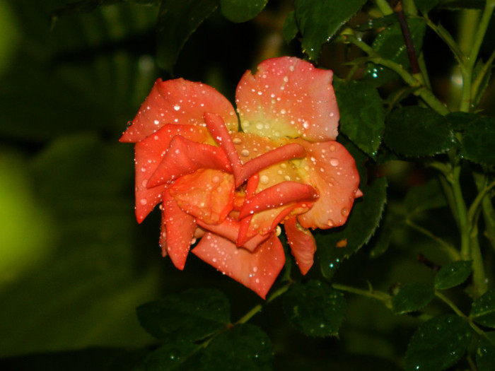 DSCN9688 - SEPTEMBRIE 2012