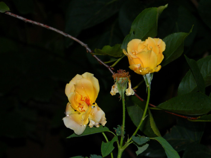 DSCN9689 - SEPTEMBRIE 2012