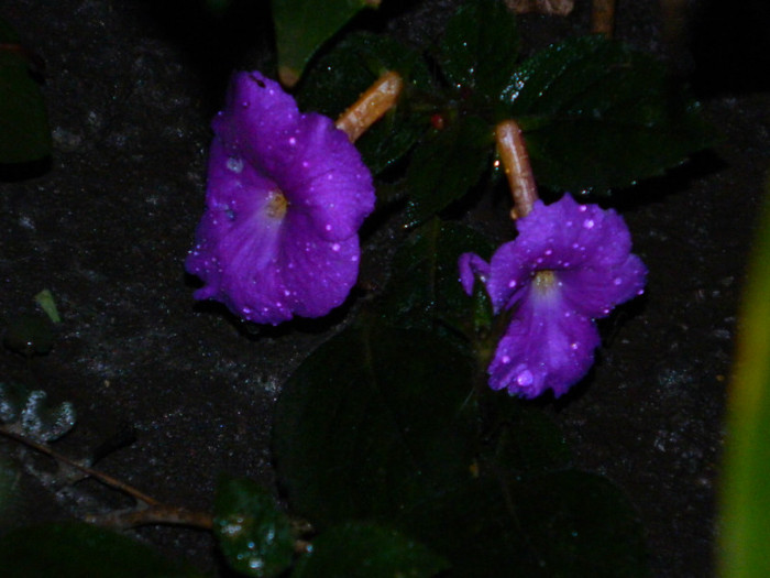 DSCN9691 - SEPTEMBRIE 2012