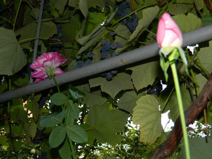 DSCN9692 - SEPTEMBRIE 2012