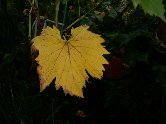 DSCN9705 - SEPTEMBRIE 2012