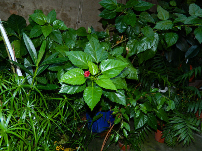 DSCN9711 - SEPTEMBRIE 2012