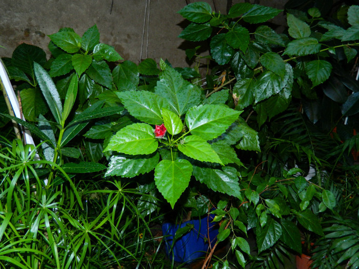 DSCN9712 - SEPTEMBRIE 2012