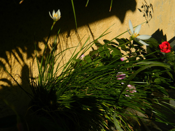 DSCN9716 - SEPTEMBRIE 2012