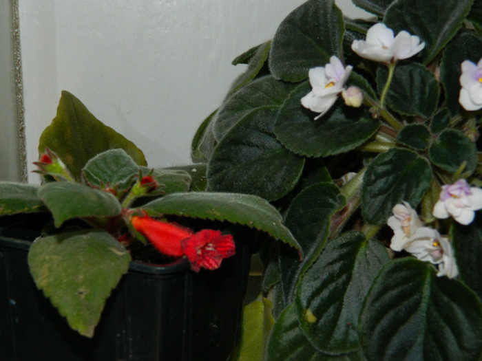 DSCN9718 - SEPTEMBRIE 2012