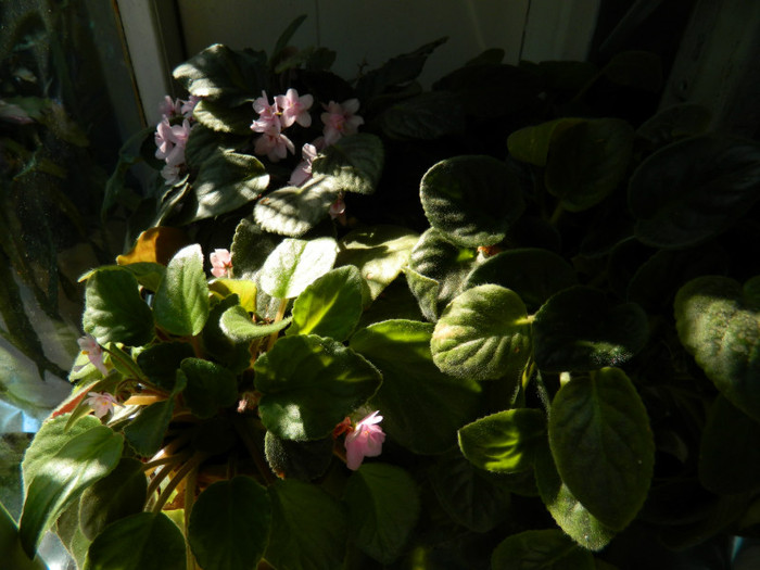 DSCN9719 - SEPTEMBRIE 2012