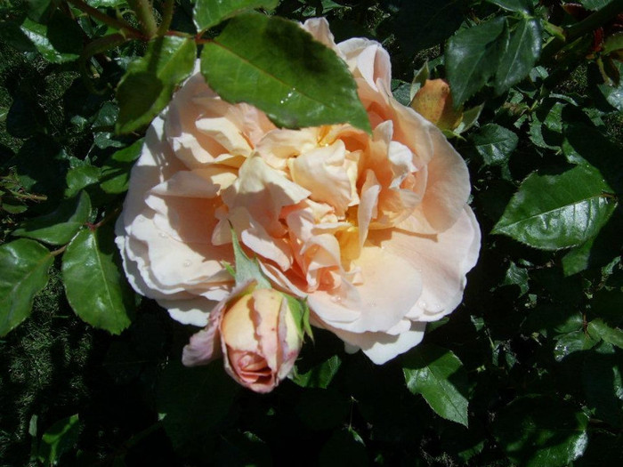 Garden of roses - Trandafirii mei