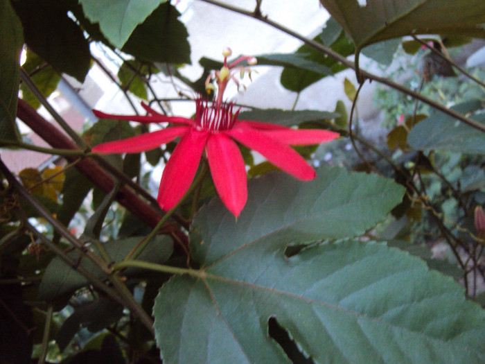 DSC00557
