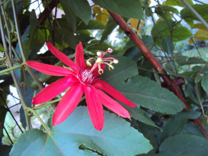 DSC00559