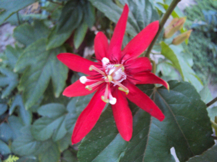 DSC00627 - Passiflora