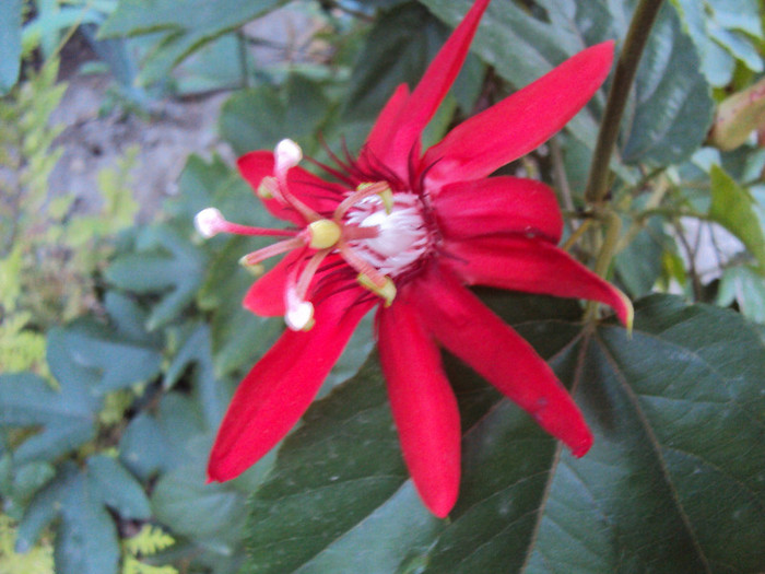 DSC00629 - Passiflora