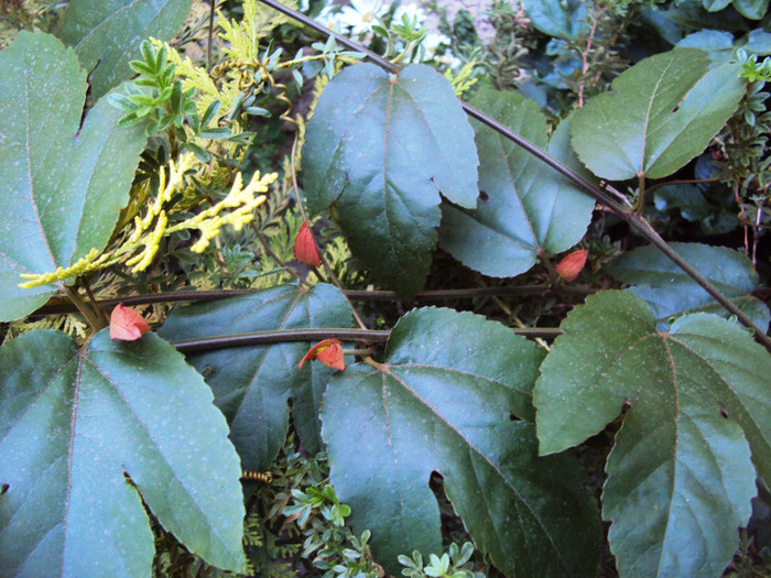 DSC00267 - Passiflora