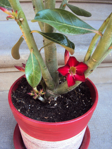 DSC00520 - Adenium