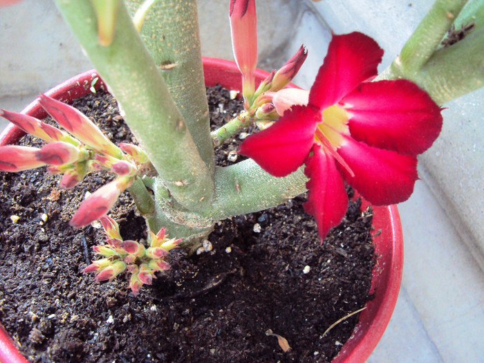 DSC00534 - Adenium