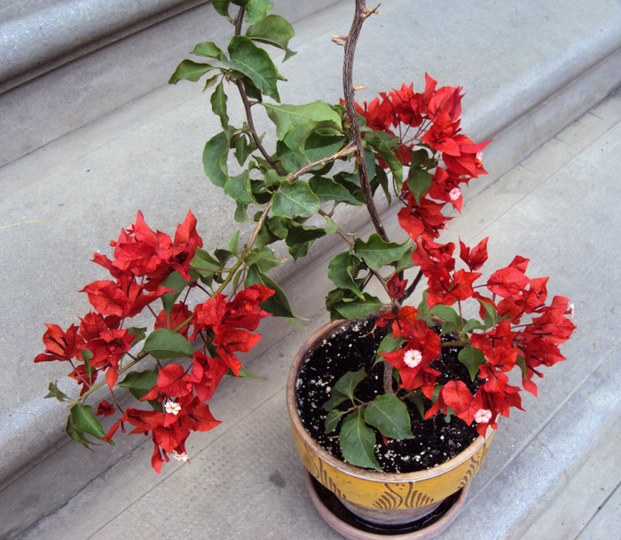 DSC00526 - Bougainvillea- un nou sezon