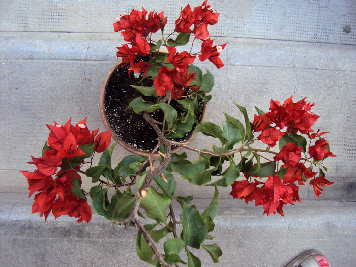 DSC00527 - Bougainvillea- un nou sezon