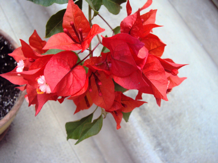 DSC00528 - Bougainvillea- un nou sezon