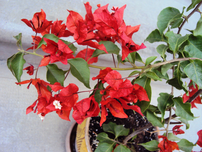 DSC00529 - Bougainvillea- un nou sezon