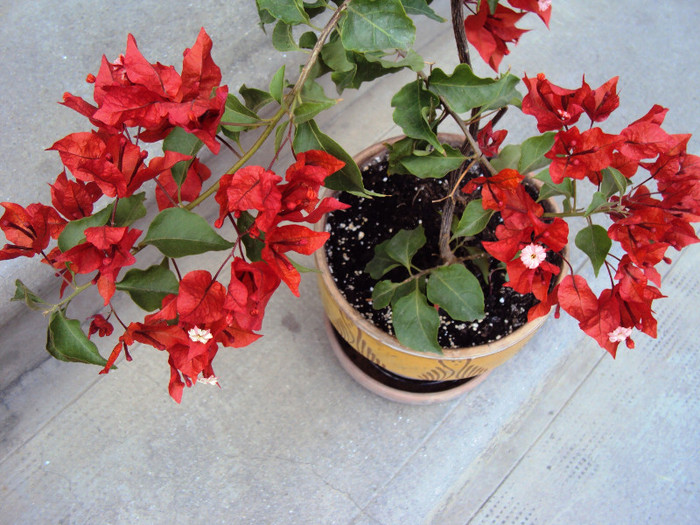 DSC00530 - Bougainvillea- un nou sezon