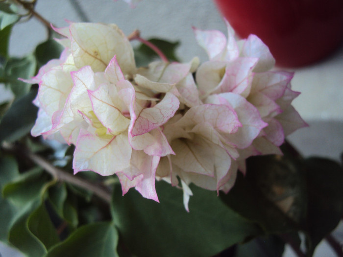 DSC00541 - Bougainvillea- un nou sezon