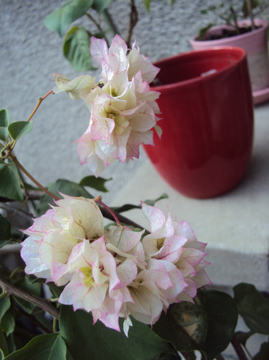 DSC00542 - Bougainvillea- un nou sezon