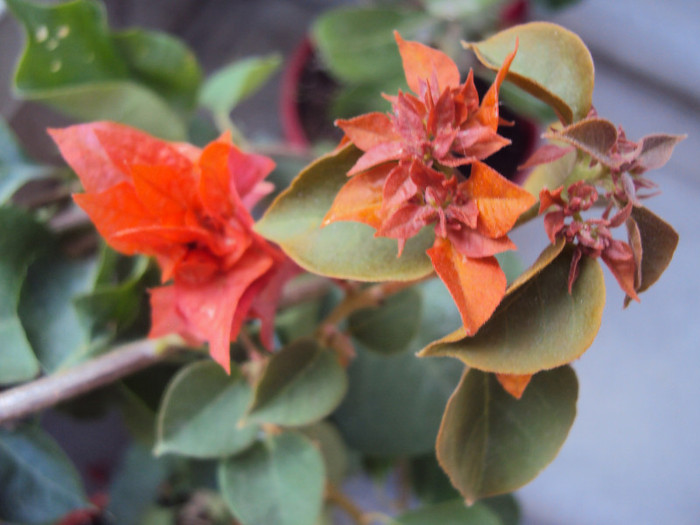 thai gold adevarata - Bougainvillea- un nou sezon