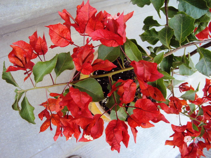 red flame - Bougainvillea- un nou sezon